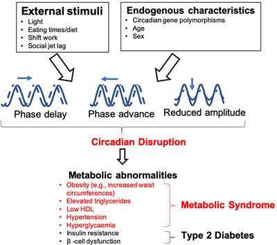 Circadian rhythms and pancreas physiology: A review